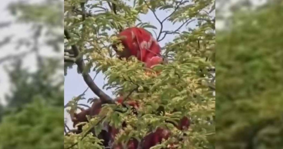 তেঁতুল গাছের মগডালে সাজেদা বেগম।  
