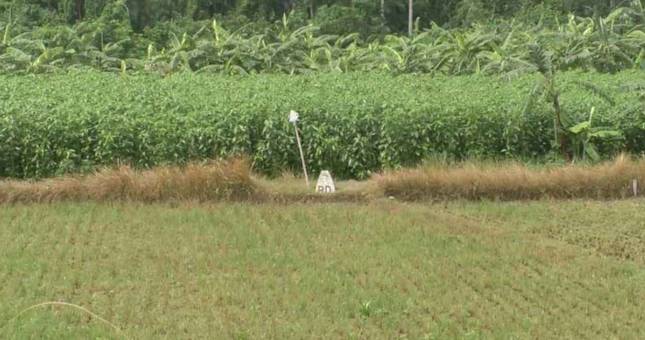 সীমান্তে ১১ জনকে পুশ ইনের চেষ্টা রুখে দিয়েছে বিজিবি 