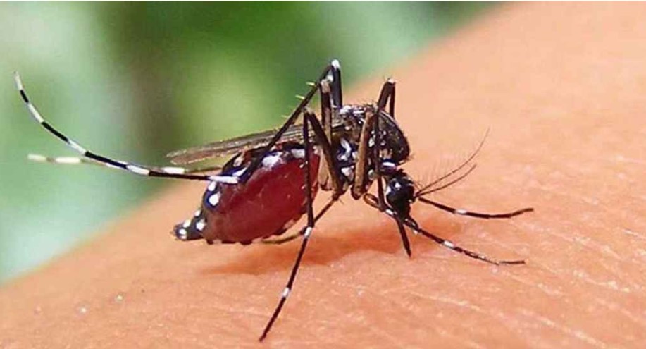 চলতি বছর ডেঙ্গুতে প্রাণহানি ৪০, এক দিনে হাসপাতালে ভর্তি ৪৩৯ 