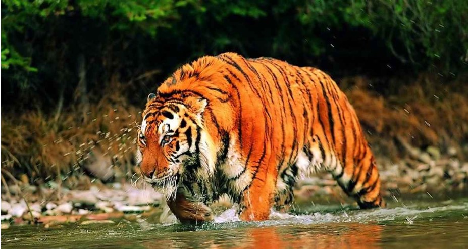 বিশ্ব বাঘ দিবস মারা যাওয়া ও পাচারের ঘটনা কমেছে, বাড়ছে উপস্থিতি  