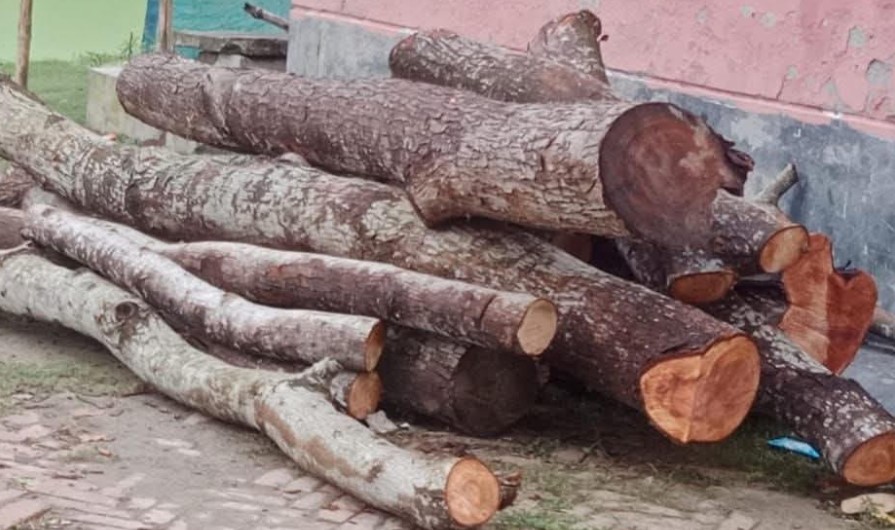 পাংশায়, সরকারি রাস্তার কাটা গাছ আটক 