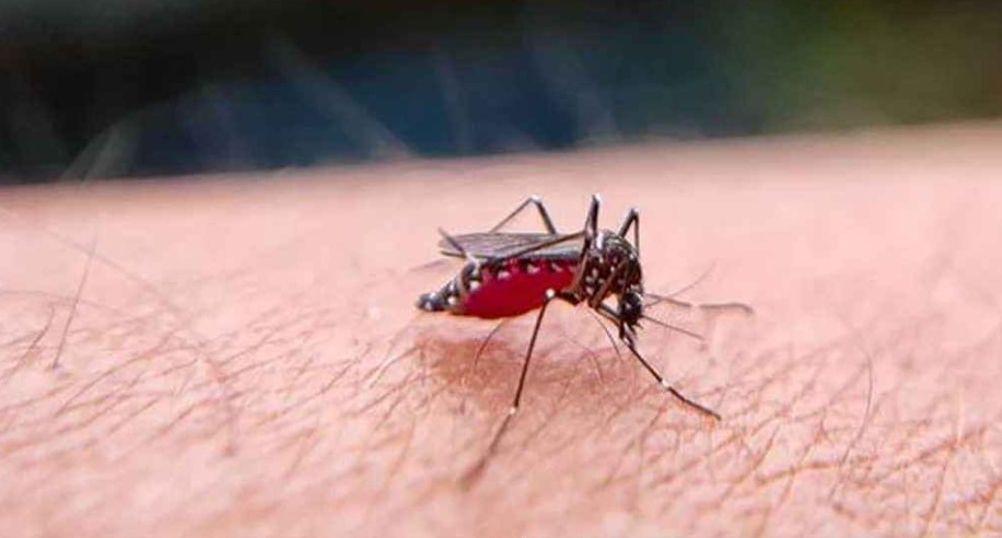 ডেঙ্গু নিয়ে উদ্বেগ নয়, বিশেষজ্ঞরা জানালেন গুরুত্বপূর্ণ পরামর্শ   