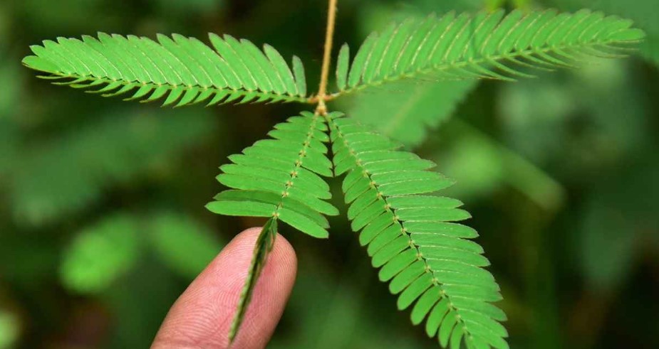 ছোঁয়া লাগতেই নুয়ে পড়ে কেন লজ্জাবতী গাছ 