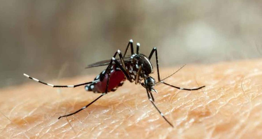ডেঙ্গুতে এবার একদিনে ৫ জনের প্রাণহানি 