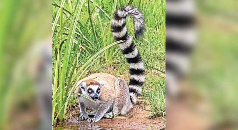 বাংলাদেশ থেকে চুরি হওয়া সেই লেমুর এখন ভারতে