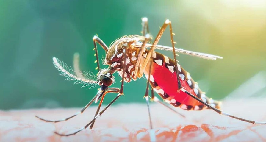 একদিনে ডেঙ্গুতে আরও ৫ জনের মৃত্যু