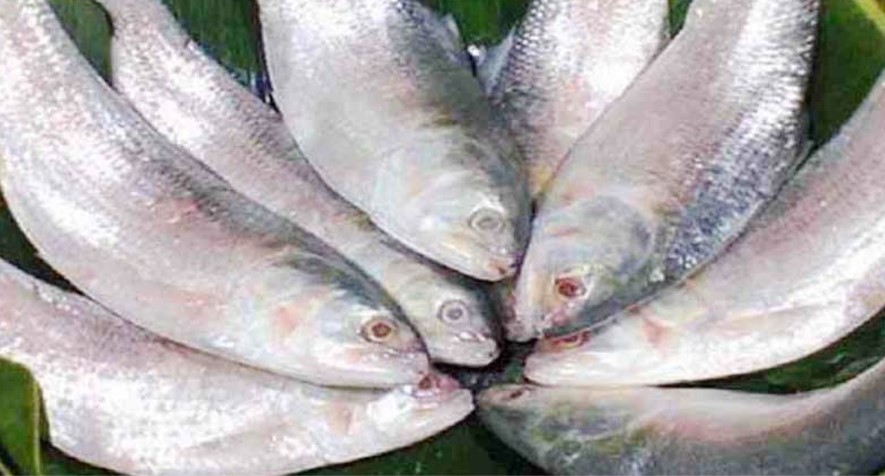 ভারত থেকে ইলিশ আমদানি বন্ধ