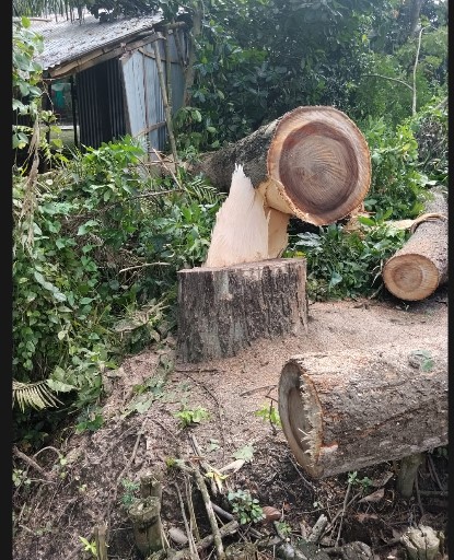 সংগৃহীত ছবি।