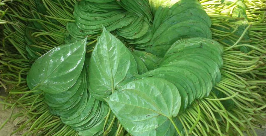 ঝুড়িতে বিক্রির জন্য রাখা পান। 