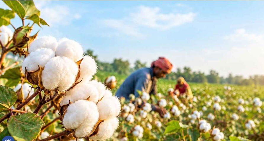 তুলা চাষ করছেন একজন কৃষক। ছবি: সংগৃহীত