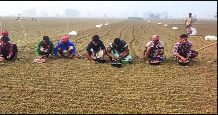 পাবনায় আগাম জাতের মুড়িকাটা পেঁয়াজ আবাদে স্বপ্ন বুনছেন চাষীরা