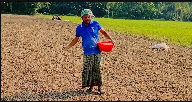 পাবনায় আগাম জাতের মুড়িকাটা পেঁয়াজ আবাদে স্বপ্ন বুনছেন চাষীরা