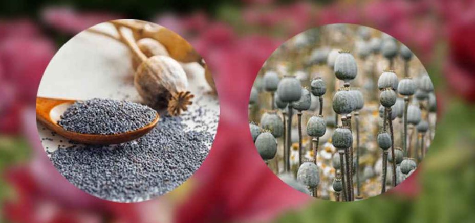 পোস্ত দানা বা পপি সিড। ফাইল ছবি   