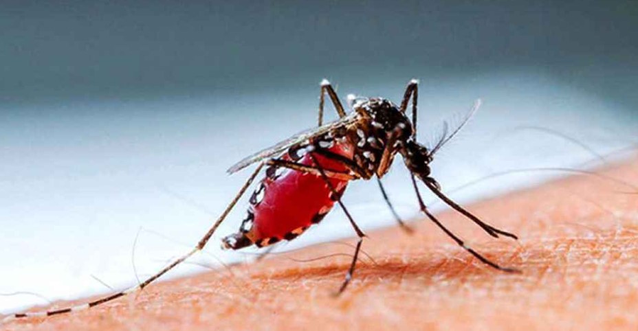 এডিস মশা। ফাইল ছবি   