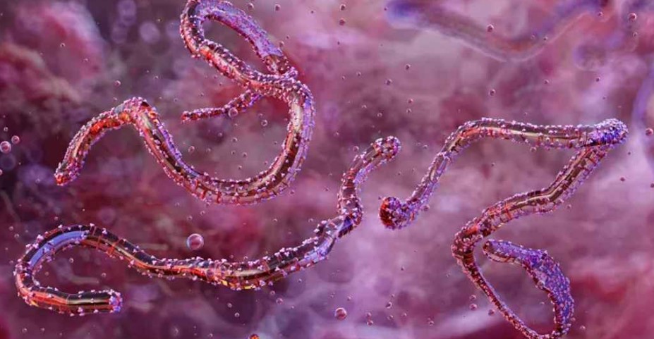 মারবার্গ ভাইরাসের একটি তন্তুযুক্ত গঠন এবং এটি বাদুড় দ্বারা সংক্রামিত হয়। ছবি সংগৃহীত