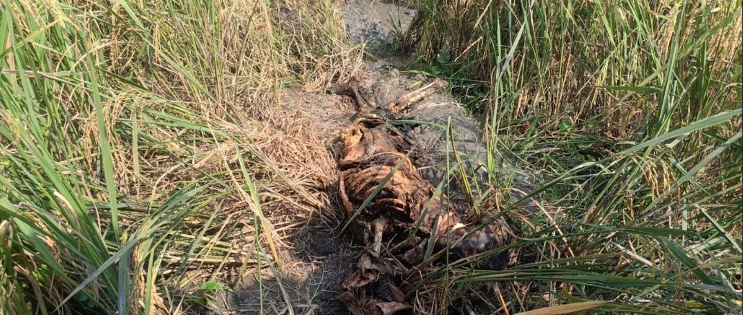 অর্ধগলিত মরদেহ